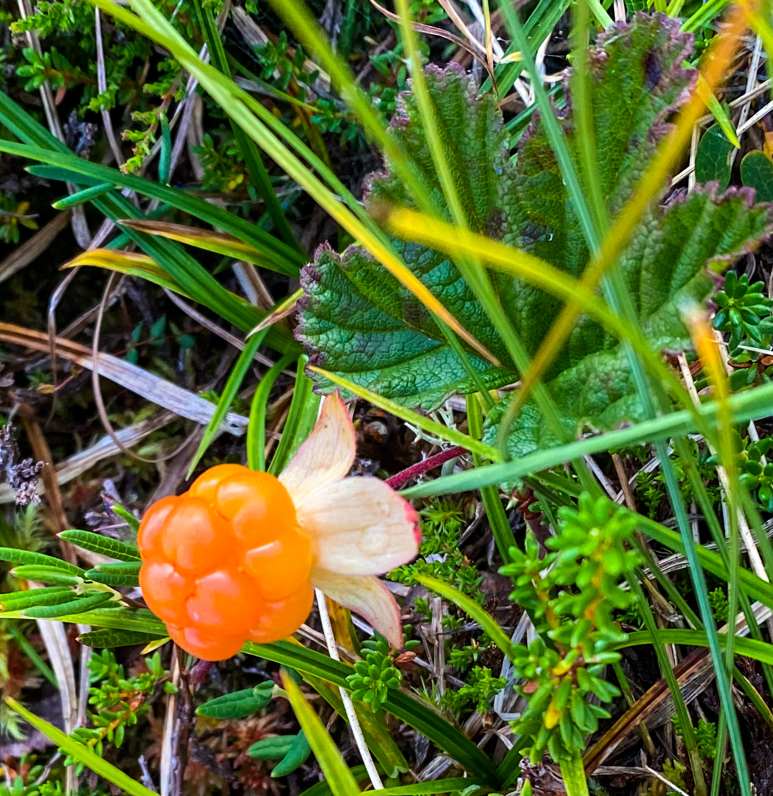 Kypsä hilla odottaa poimijaansa.