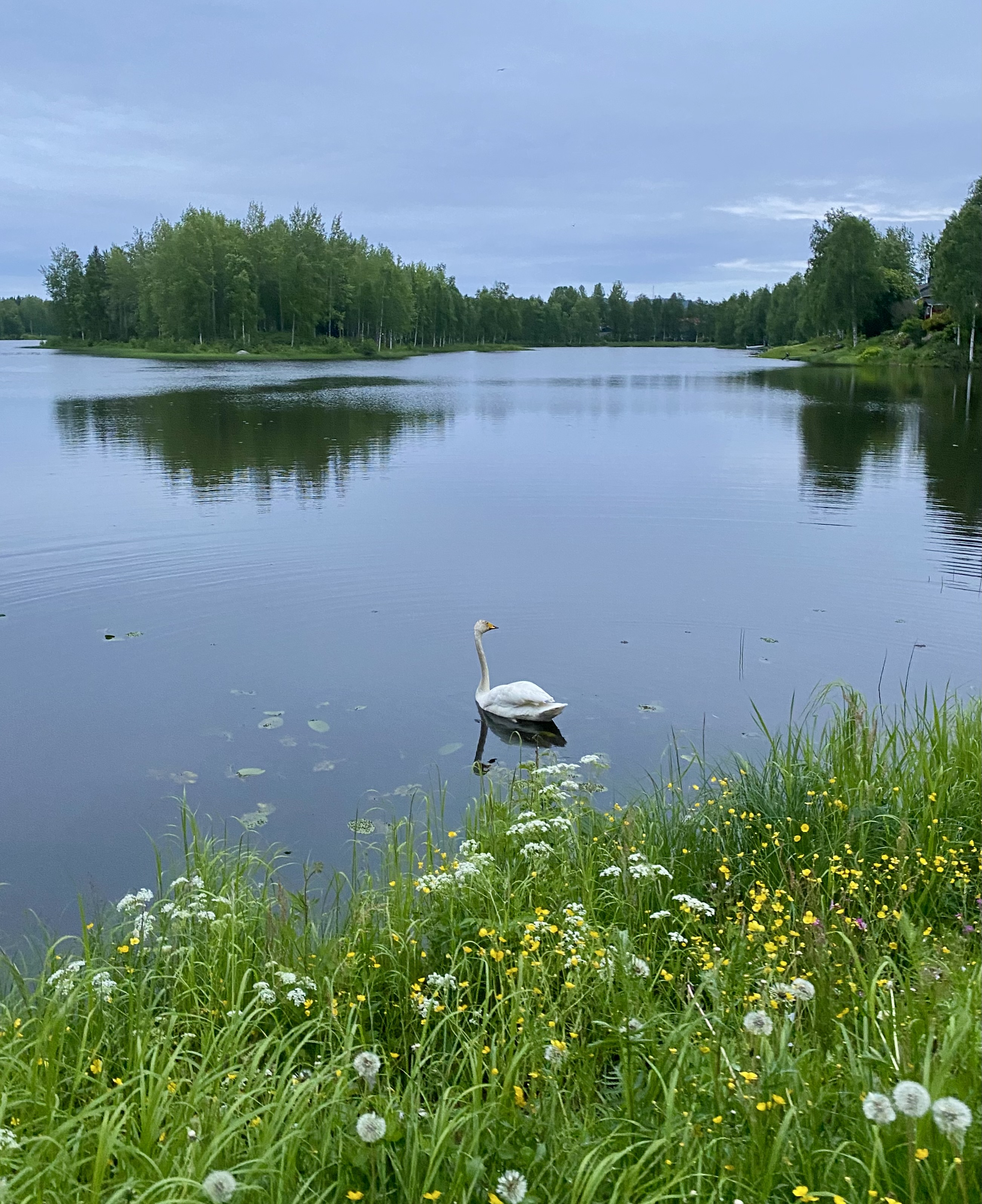 Yksinäinen joutsen Kemijärven Kuumalammella.